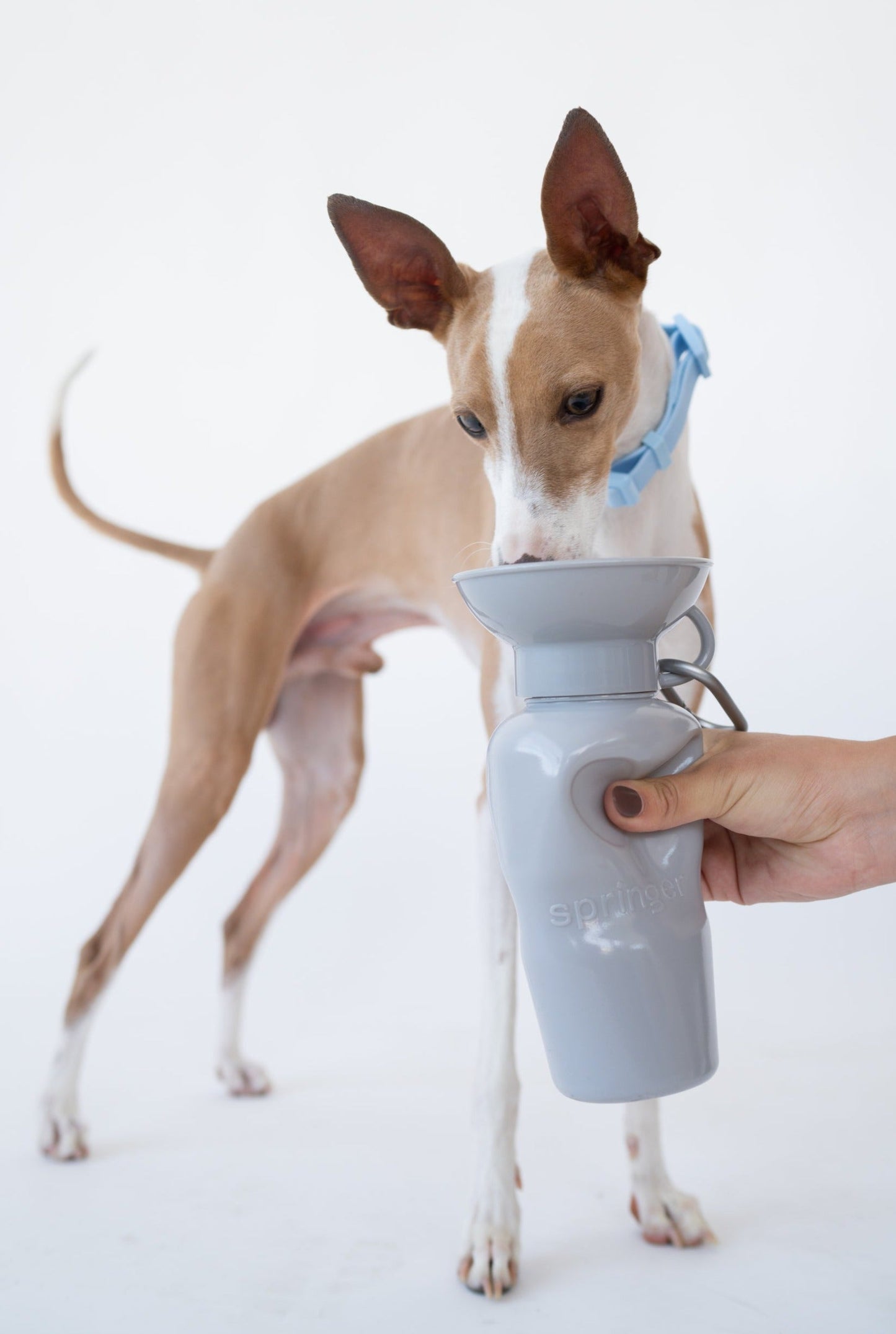 22oz Original Springer Dog Travel Water Bottle