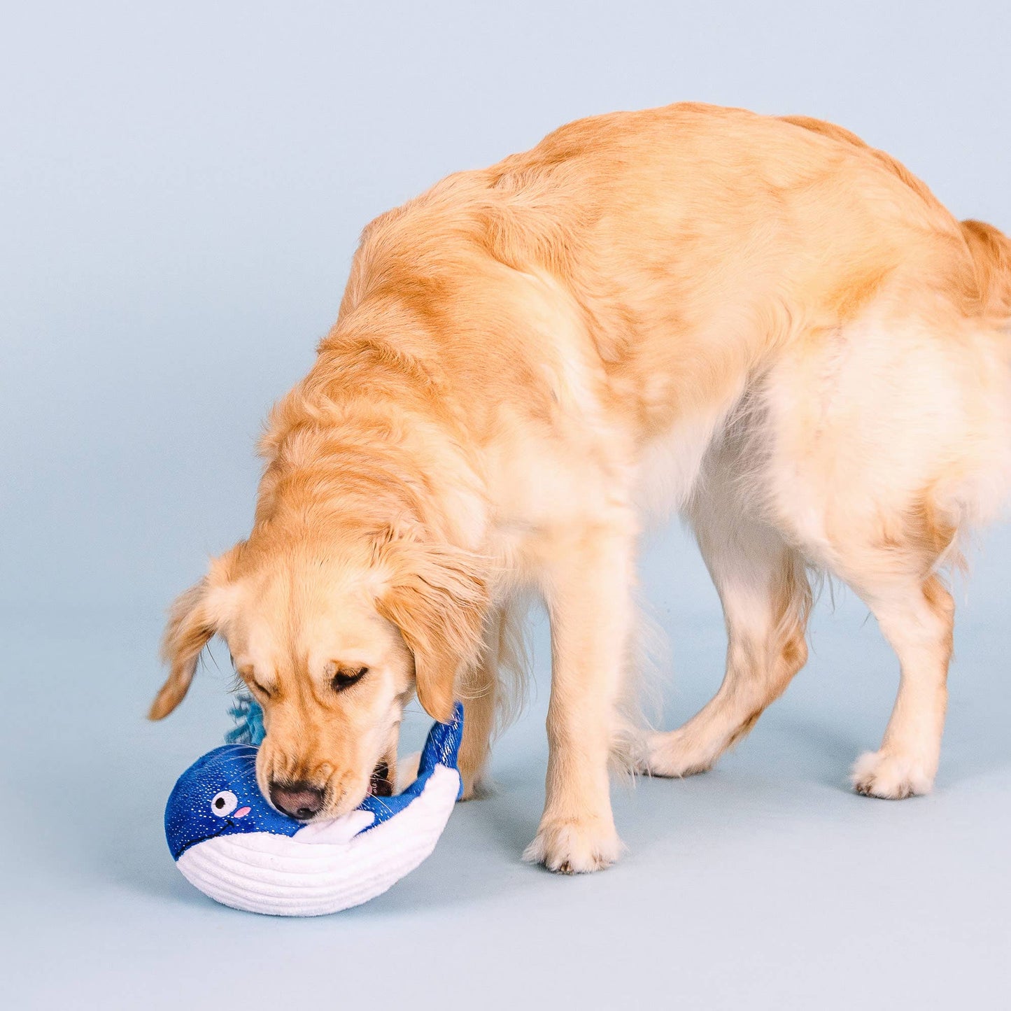 WHALE, HELLO THERE PLUSH DOG TOY
