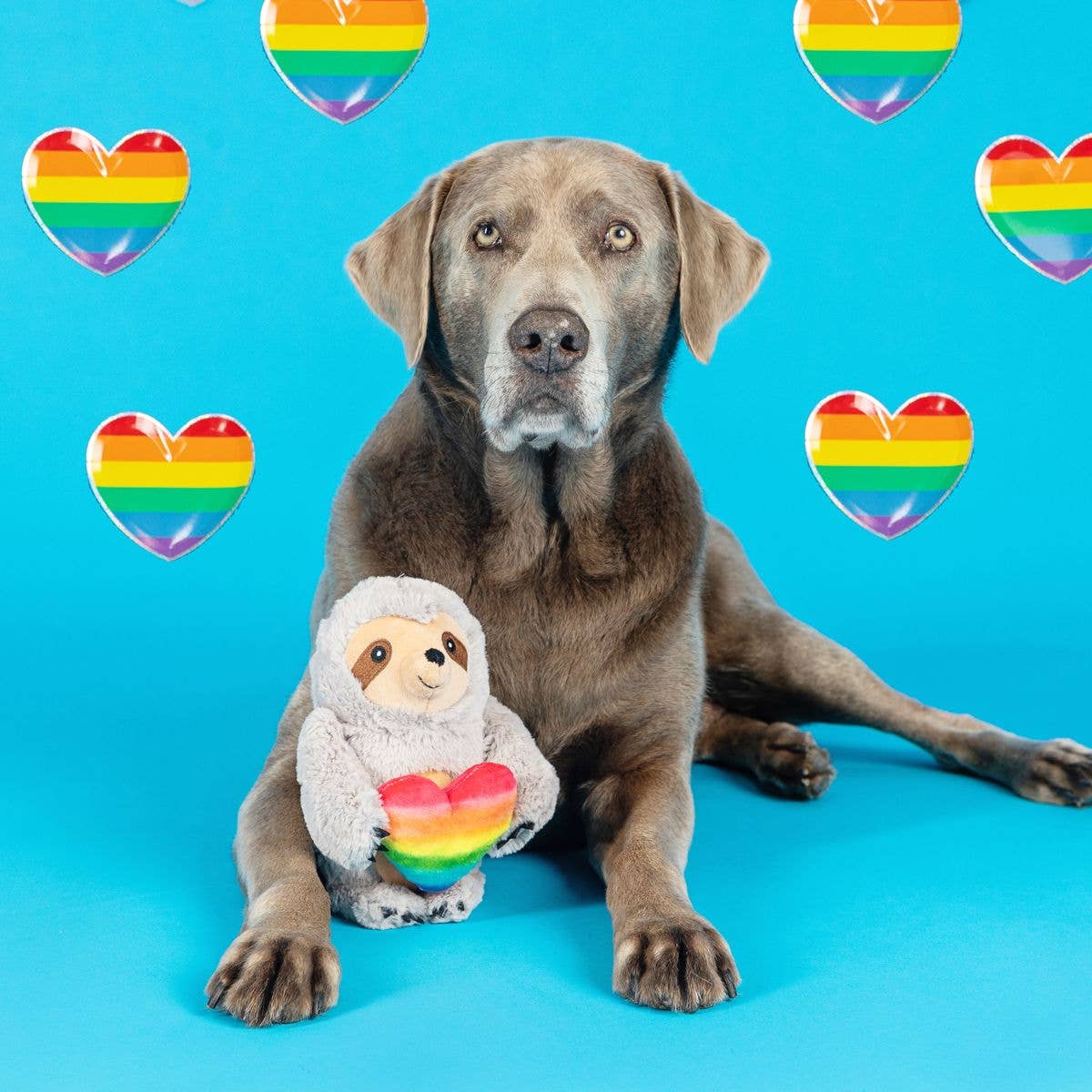 Plush Dog Toy - Follow Your Rainbow