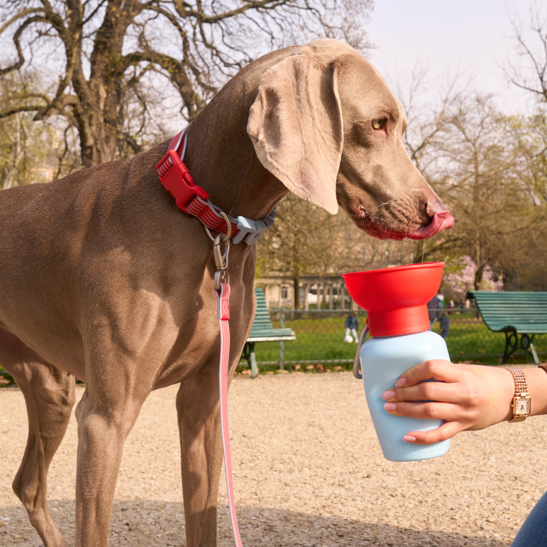 20oz Flip Springer Dog Travel Water Bottle
