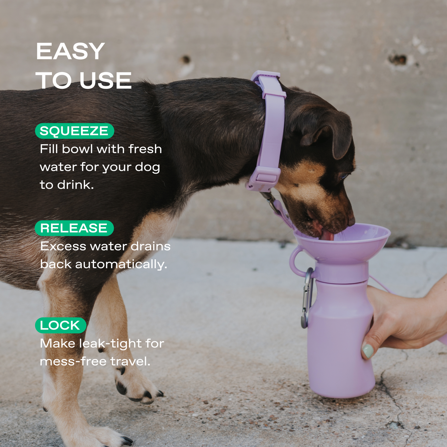 15oz Original Springer Dog Travel Water Bottle