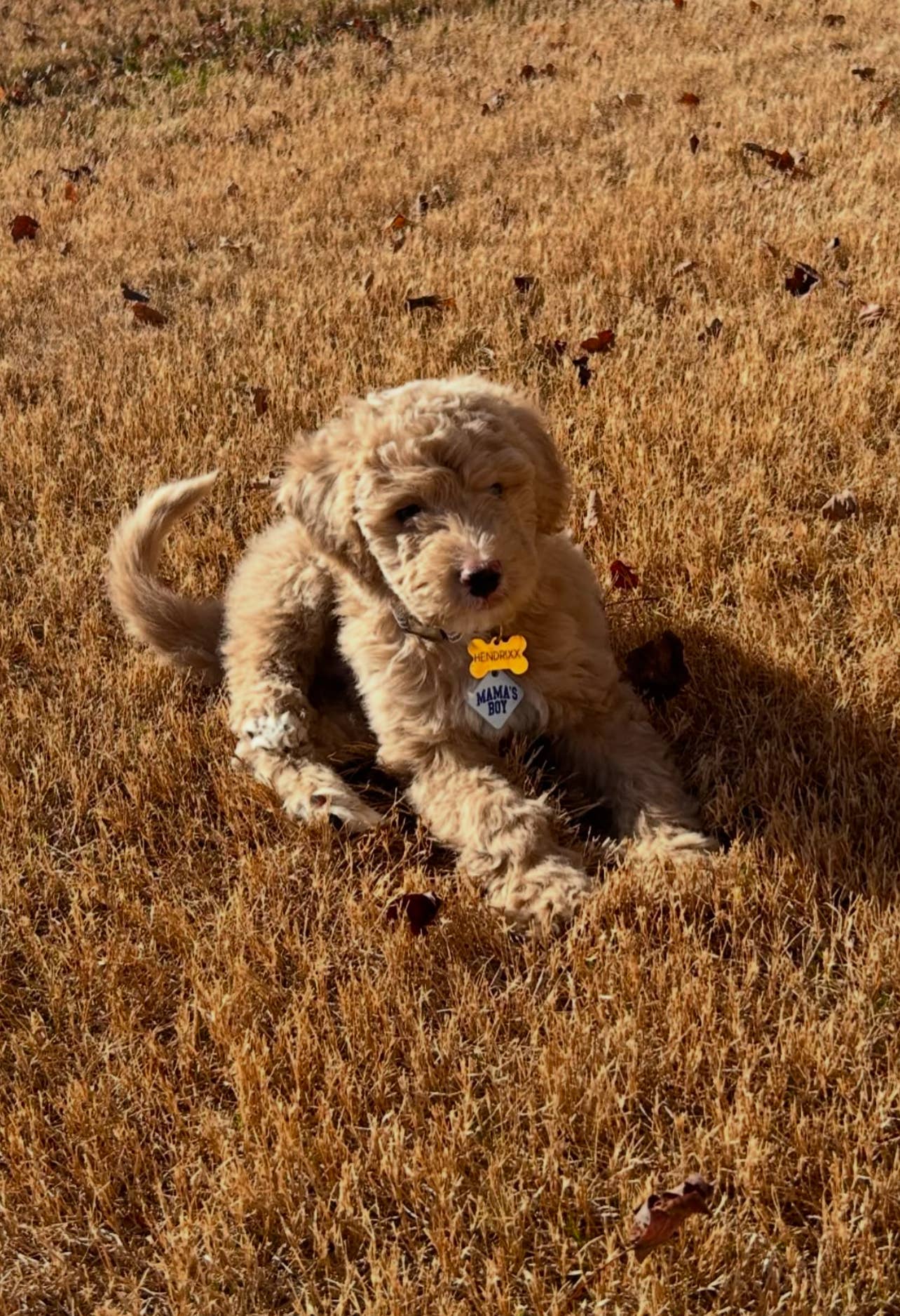 Mama's Boy Pet Tag