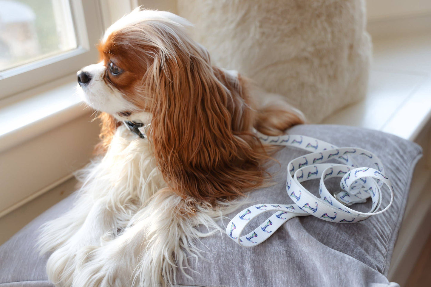 Cape Cod Dog Collar: M/L