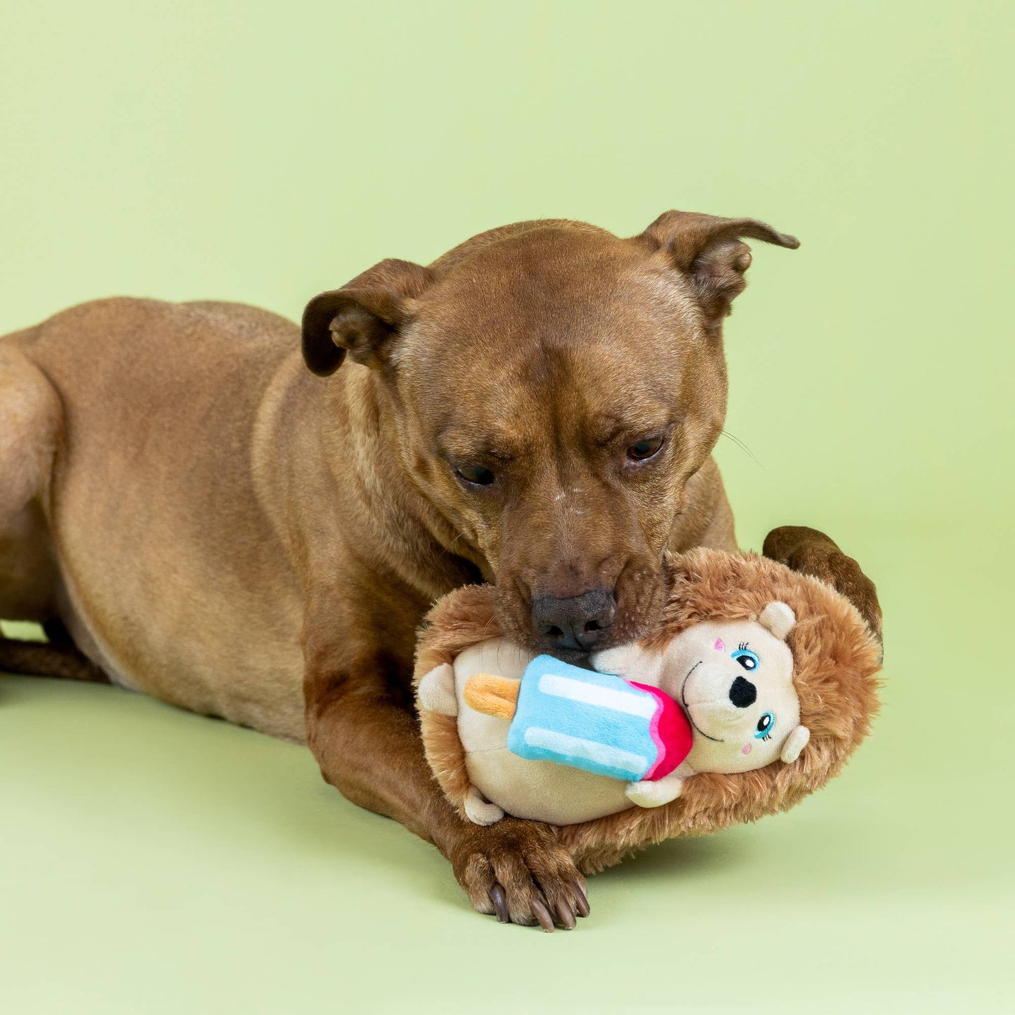 BE COOL BE HEDGY PLUSH DOG TOY