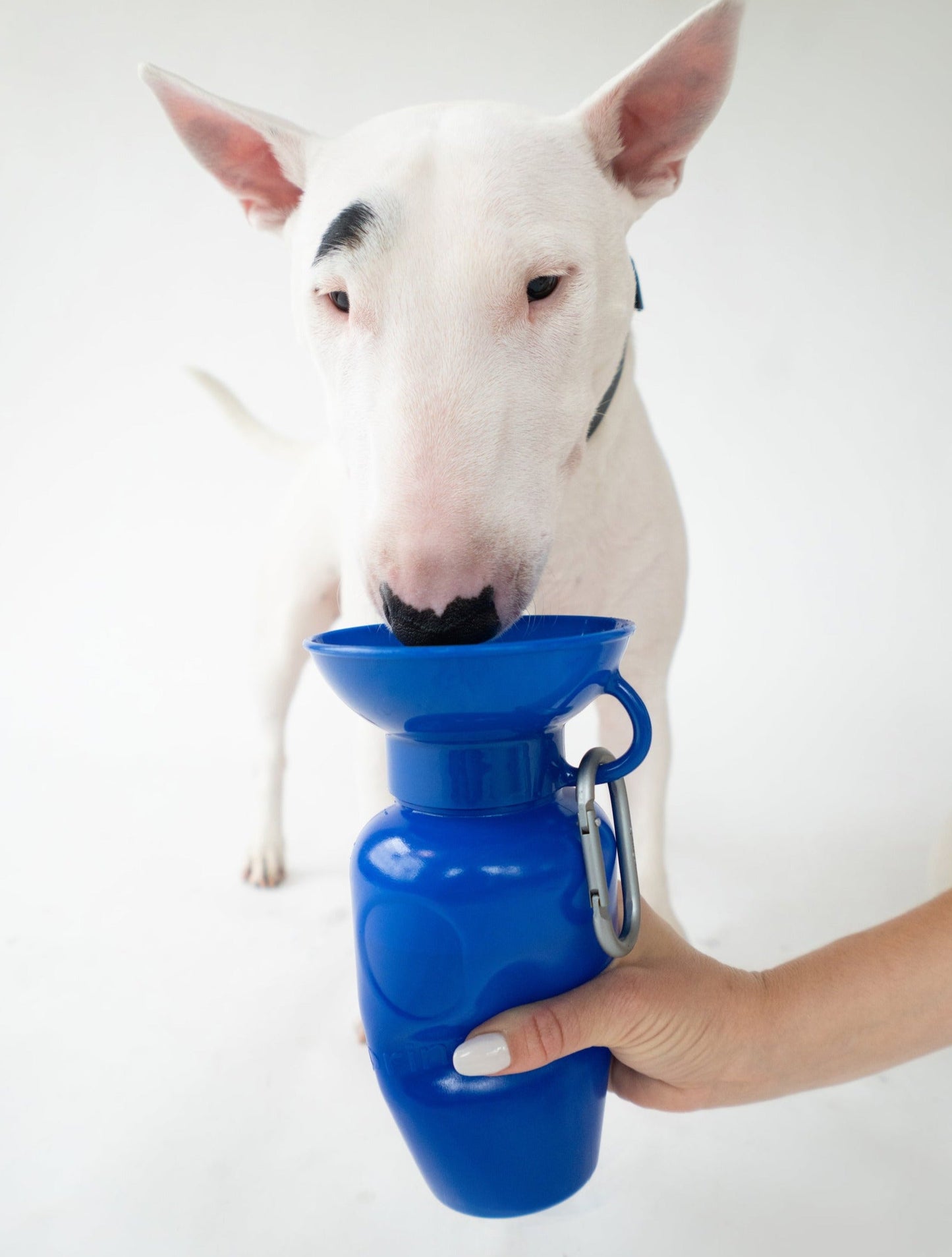 22oz Original Springer Dog Travel Water Bottle