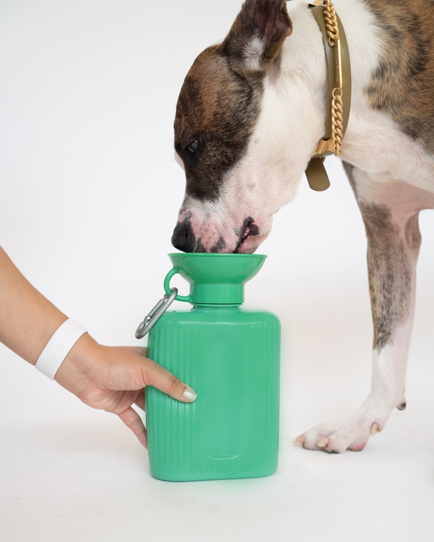 44oz Original Springer Dog Travel Water Bottle