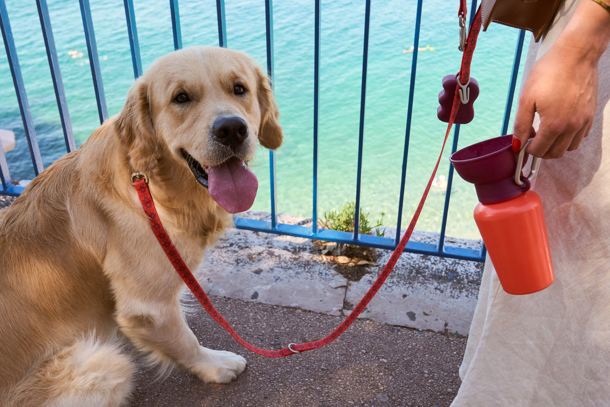 20oz Flip Springer Dog Travel Water Bottle