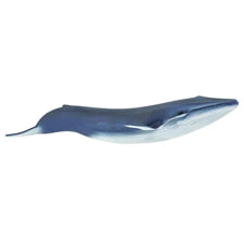 Sea Life