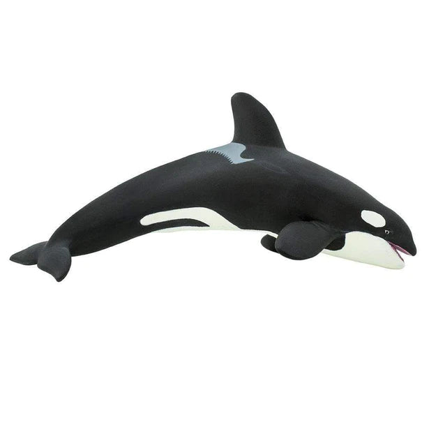 Sea Life